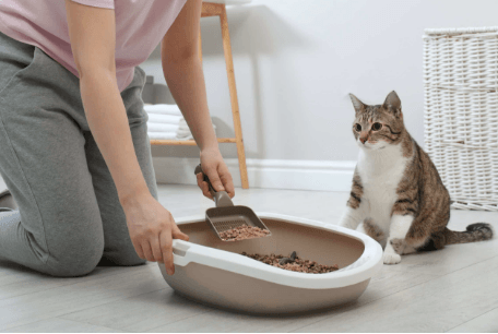 Kitten Digestive Health 101: Poop Frequency, Stool Signs and What to Watch