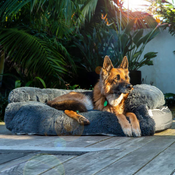 Turning Memories into Art: The Magic of Custom Pawtraits for Your Beloved Dog