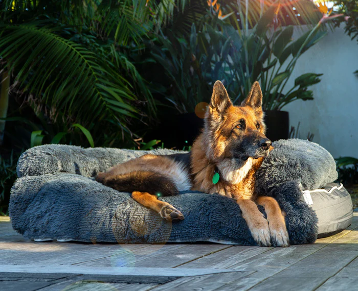 Turning Memories into Art: The Magic of Custom Pawtraits for Your Beloved Dog
